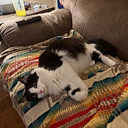 Hermione is registered to the contest to win money with this photo: cat, black_and_white_cat, pet, animal, lying_down, upside_down, green_eyes, pink_nose, striped_blanket, colorful_blanket, recliner, couch, living_room, cozy, relaxed, indoor, remote_control, shaker_bottle, eyeglasses, wood_floor