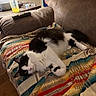 cat, black_and_white_cat, pet, animal, lying_down, upside_down, green_eyes, pink_nose, striped_blanket, colorful_blanket, recliner, couch, living_room, cozy, relaxed, indoor, remote_control, shaker_bottle, eyeglasses, wood_floor