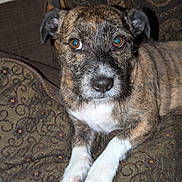 Coco is registered to the contest to win money with this photo: dog, brindle, pet, indoor, couch, brown, patterned, fur, animal, chew_toy, blue, curious, paw, laying, closeup, domestic_animal, looking_at_camera, cute, companion, relaxed