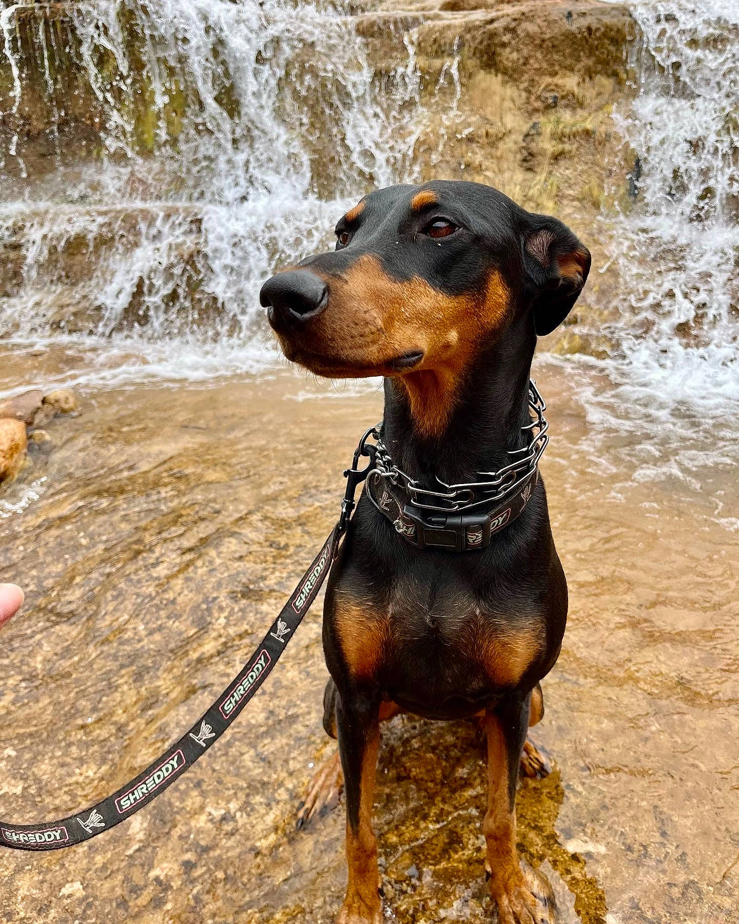 Persephone is registered to the contest to win money with this photo: canidae, carnivore, collar, companion_dog, dobermann, dog, dog_breed, dog_collar, fawn, hound, hunting_dog, liquid, liver, snout, sporting_group, terrestrial_animal, water, waterfall, working_animal, working_dog