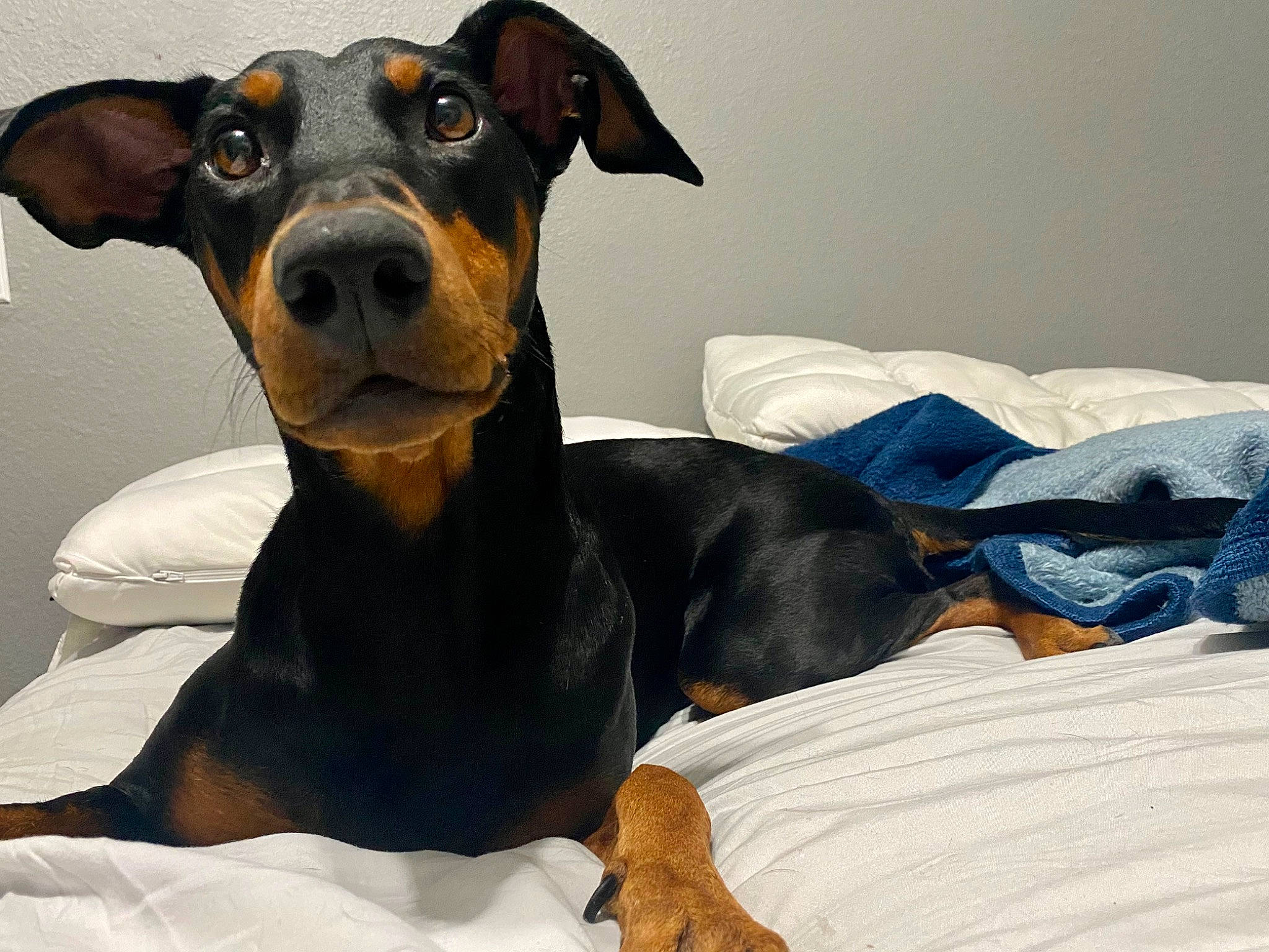 Persephone joined the competition — help win amazing prizes! canidae, carnivore, collar, comfort, companion_dog, dobermann, dog, dog_breed, ear, guard_dog, hunting_dog, pet_supply, snout, sporting_group, terrestrial_animal, whiskers, working_animal, working_dog