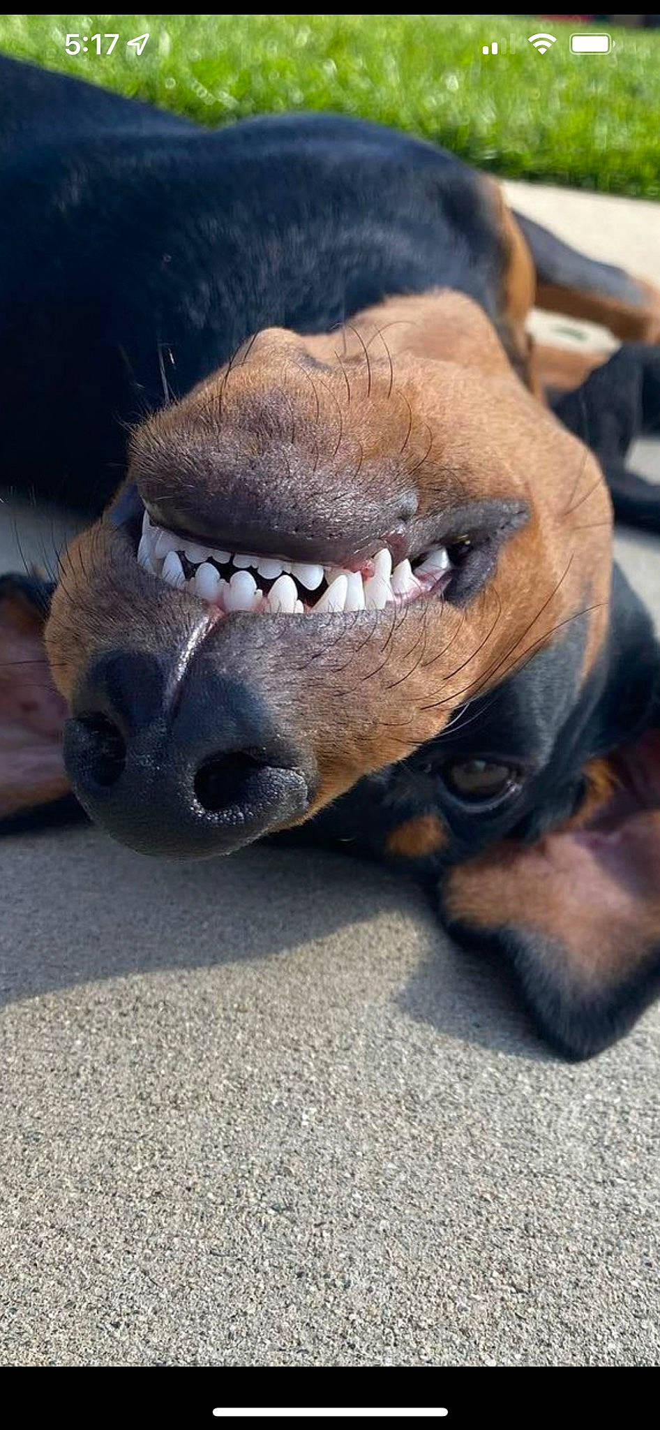 Persephone joined the competition — help win amazing prizes! canidae, carnivore, collar, companion_dog, dog, dog_breed, fawn, foot, fur, jaw, liver, paw, snout, sporting_group, terrestrial_animal, whiskers, wildlife, working_animal, wrinkle, yawn