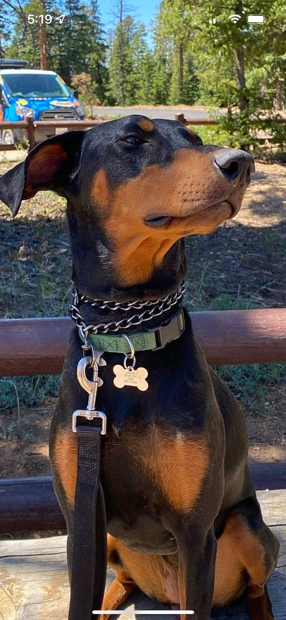 Persephone is registered to the contest to win money with this photo: canidae, carnivore, collar, companion_dog, dobermann, dog, dog_breed, dog_collar, dog_supply, fawn, guard_dog, hunting_dog, liver, pet_supply, plant, snout, sporting_group, whiskers, working_animal, working_dog