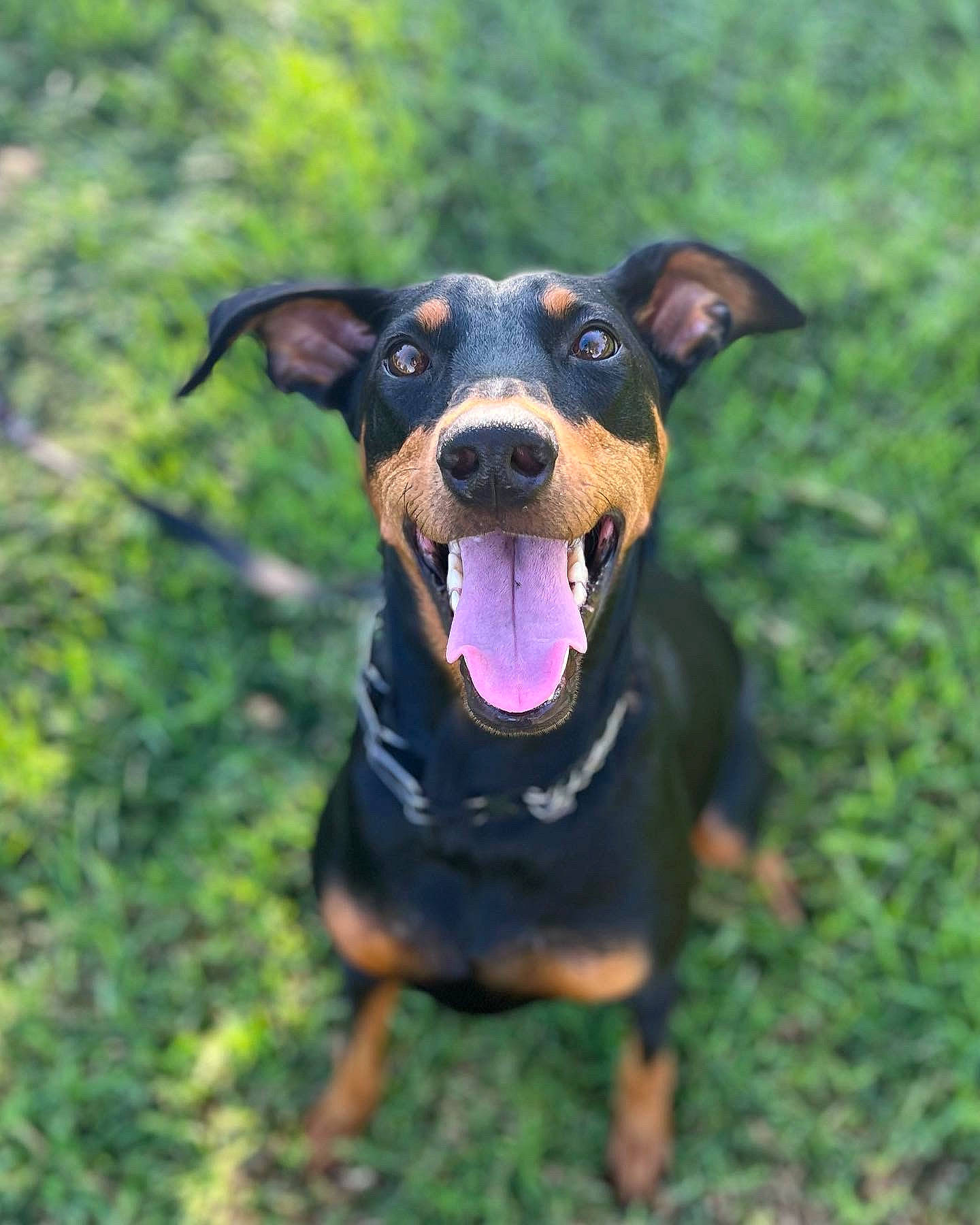 Persephone joined the competition — help win amazing prizes! canidae, carnivore, companion_dog, dog, dog_breed, german_pinscher, grass, guard_dog, hound, hunting_dog, pinscher, plant, puppy, snout, sporting_group, terrier, tree, working_animal, working_dog