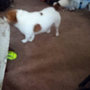 Spot is registered to the contest to win money with this photo: animal, blurry, brown_spot, canine, carpet, couch, dog, domestic_dog, floor, furniture, home, indoor, living_room, motion_blur, out_of_focus, pet, playful, standing, toy, white_fur