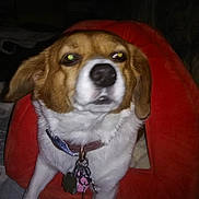 Spot joined the competition — help win amazing prizes! dog, pet_bed, collar, tags, indoor, animal, beagle, close_up, flash, glowing_eyes, red, furniture, resting, cute, canine, domestic_animal, sleeping_area, fur, ears, nose