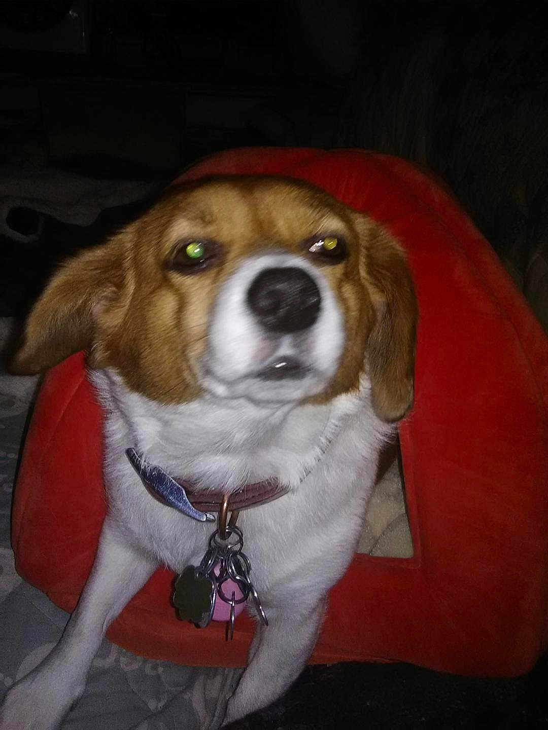 Spot joined the competition — help win amazing prizes! dog, pet_bed, collar, tags, indoor, animal, beagle, close_up, flash, glowing_eyes, red, furniture, resting, cute, canine, domestic_animal, sleeping_area, fur, ears, nose