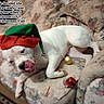 Gracie joined the competition — help win amazing prizes! dog, white_dog, pet, christmas, christmas_costume, santa_hat, elf_hat, holiday, festive, couch, floral_couch, ornaments, gold_ornament, red_bauble, sleeping, lying_down, tongue_out, indoors, funny, text_overlay