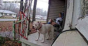 Gracie is registered to the contest to win money with this photo: dog, pet, animal, front_porch, porch, house, person, chair, outdoor, suburban, yard, trees, swing, leash, standing, white_dog, relaxed, neighborhood, daylight, home