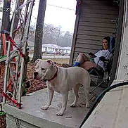 Gracie joined the competition — help win amazing prizes! dog, pet, animal, porch, person, outdoor, suburban, house, snow, winter, yard, chair, sitting, standing, collar, leash, trees, fence, daylight, security_camera