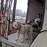 dog, pet, animal, porch, person, outdoor, suburban, house, snow, winter, yard, chair, sitting, standing, collar, leash, trees, fence, daylight, security_camera