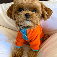 Sadie is registered to the contest to win money with this photo: dog, puppy, small_dog, fluffy, brown_fur, cute, pet, portrait, sweater, orange_sweater, bed, pillow, white_bedding, close_up, big_eyes, black_nose, paws, indoor, companion, fur_texture