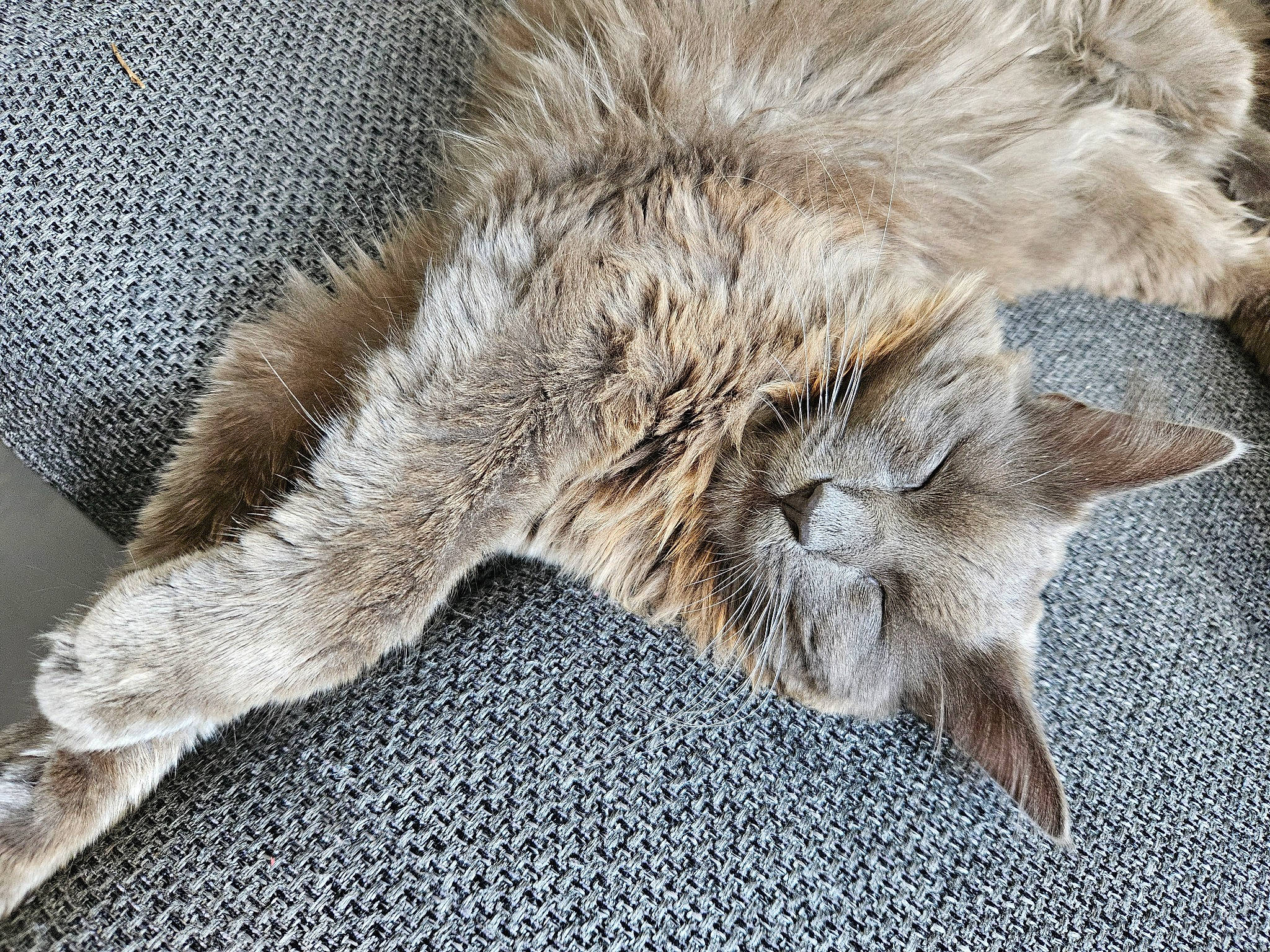 Bella participe au concours pour gagner de l'argent avec cette photo : carnivore, cat, claw, close_up, comfort, domestic_short_haired_cat, fawn, felidae, fur, grey, nap, paw, small_to_medium_sized_cats, snout, tail, terrestrial_animal, whiskers, wildlife