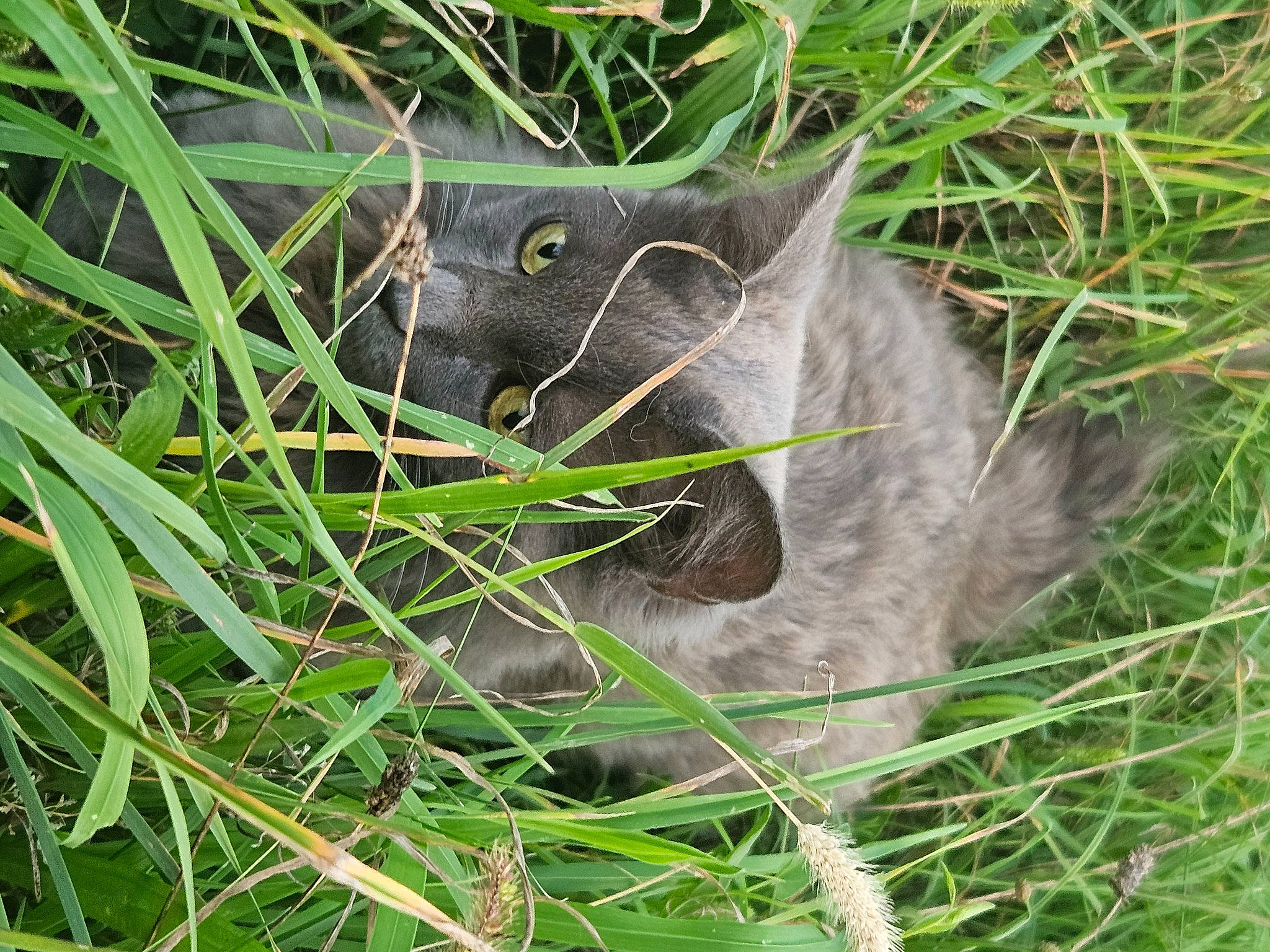 Bella a rejoint le concours — aidez-le/la à gagner de superbes lots ! carnivore, cat, domestic_short_haired_cat, eye, felidae, fur, grass, grass_family, groundcover, herb, plant, russian_blue, small_to_medium_sized_cats, snout, terrestrial_animal, terrestrial_plant, whiskers, wildlife