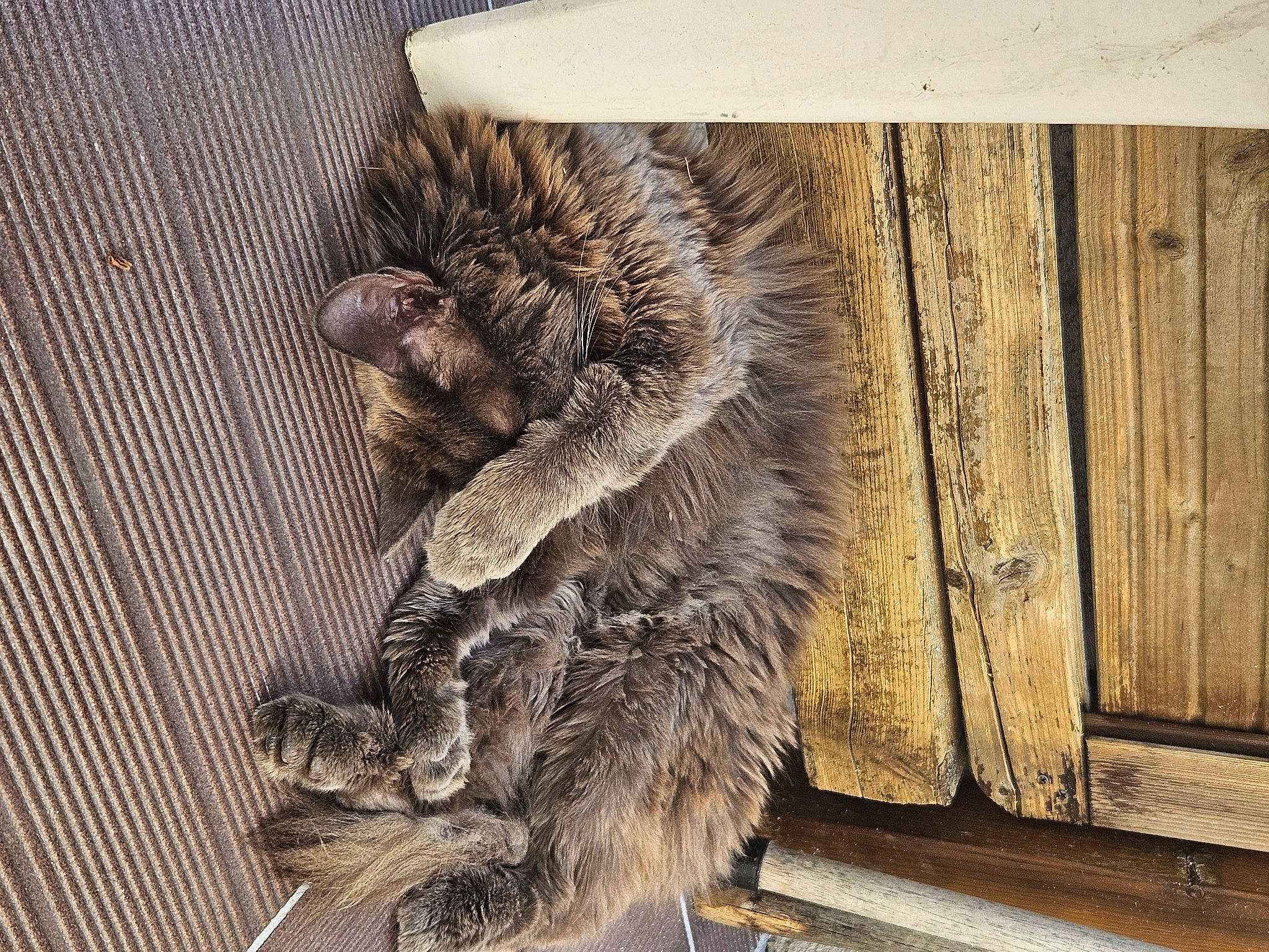 Bella a rejoint le concours — aidez-le/la à gagner de superbes lots ! carnivore, cat, claw, domestic_short_haired_cat, felidae, flooring, fur, grey, natural_material, paw, procyonidae, rectangle, small_to_medium_sized_cats, tail, terrestrial_animal, whiskers, wildlife, wood