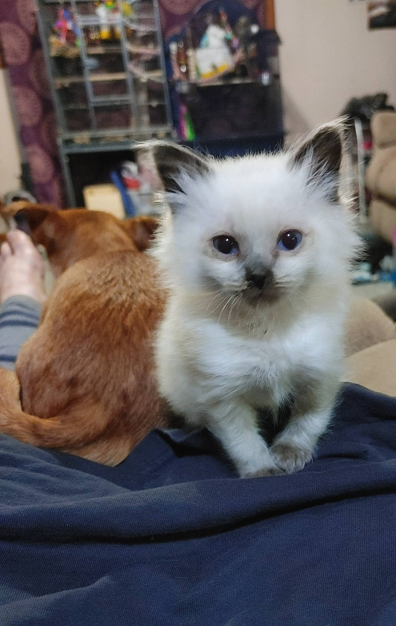 Meows is registered to the contest to win money with this photo: balinese, birman, carnivore, cat, claw, companion_dog, fawn, felidae, fur, paw, ragdoll, shelf, siamese, small_to_medium_sized_cats, snout, tail, terrestrial_animal, thai, tonkinese, whiskers