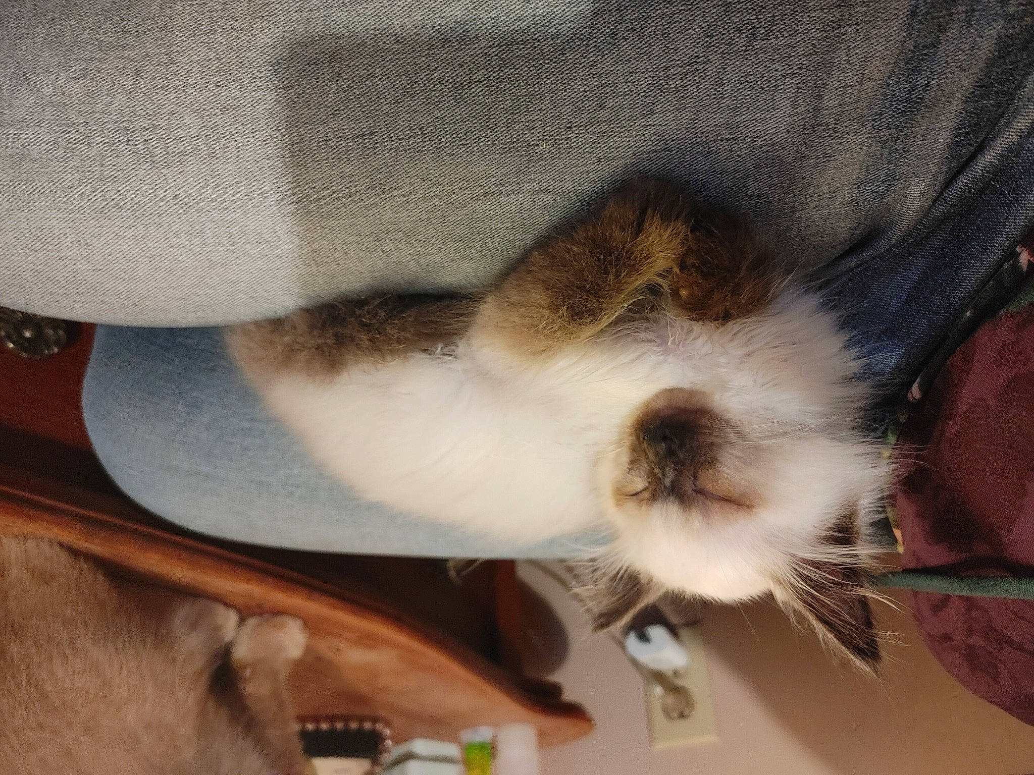 Meows is registered to the contest to win money with this photo: carnivore, cat, claw, collar, comfort, companion_dog, dog_breed, domestic_short_haired_cat, fawn, felidae, fur, paw, small_to_medium_sized_cats, snout, sporting_group, tail, whiskers, windshield