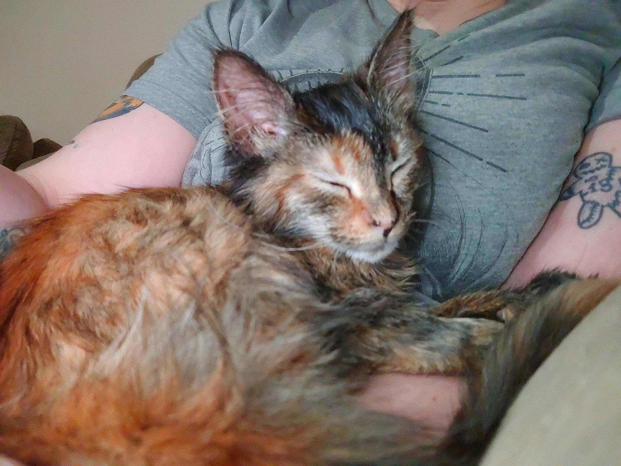 Harvey joined the competition — help win amazing prizes! bed, carnivore, cat, claw, comfort, couch, domestic_short_haired_cat, ear, fawn, felidae, fur, human_leg, lap, nap, paw, sitting, sleeve, small_to_medium_sized_cats, temporary_tattoo, whiskers