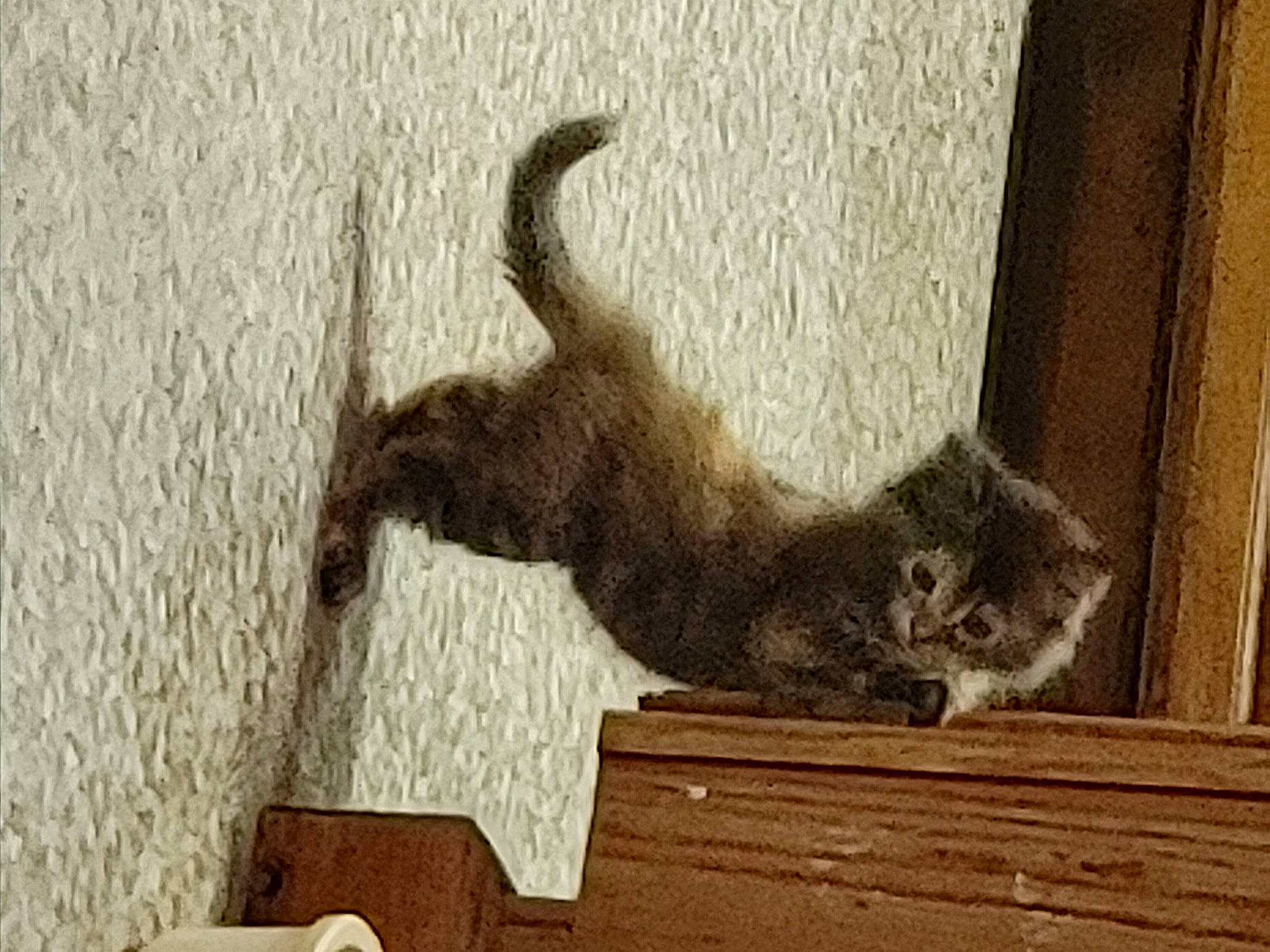 Harvey joined the competition — help win amazing prizes! canidae, carnivore, cat, claw, domestic_short_haired_cat, fawn, felidae, flooring, fur, grey, hardwood, paw, plant, small_to_medium_sized_cats, tail, terrestrial_animal, tree, whiskers, window, wood