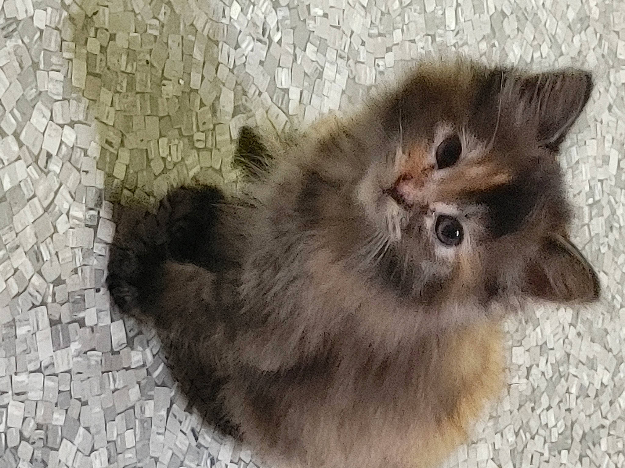 Harvey joined the competition — help win amazing prizes! british_longhair, carnivore, cat, cat_supply, claw, domestic_short_haired_cat, fawn, felidae, flooring, fur, grey, paw, small_to_medium_sized_cats, tail, terrestrial_animal, whiskers