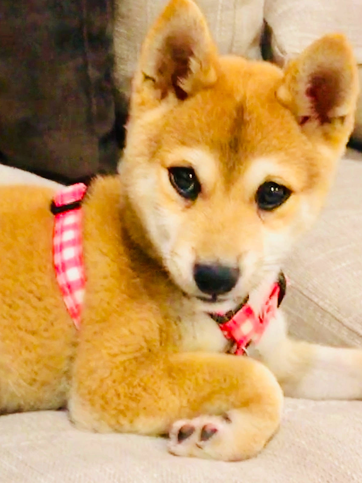 Ruby joined the competition — help win amazing prizes! canidae, carnivore, collar, companion_dog, dog, dog_breed, dog_supply, dog_toy, fawn, fur, non_sporting_group, pet_supply, snout, sporting_group, tongue, vertebrate, welsh_corgi, whiskers, working_animal, yellow