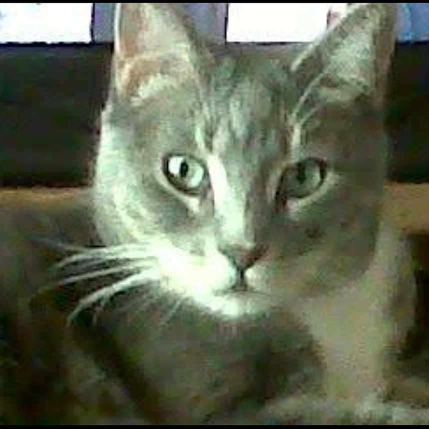 Diamond is registered to the contest to win money with this photo: alert, animal, cat, close_up, curious, domestic_cat, face, feline, fur, gray_cat, green_eyes, head, indoor, looking, mammal, pet, portrait, whiskers, whiskers_visible, white_cat