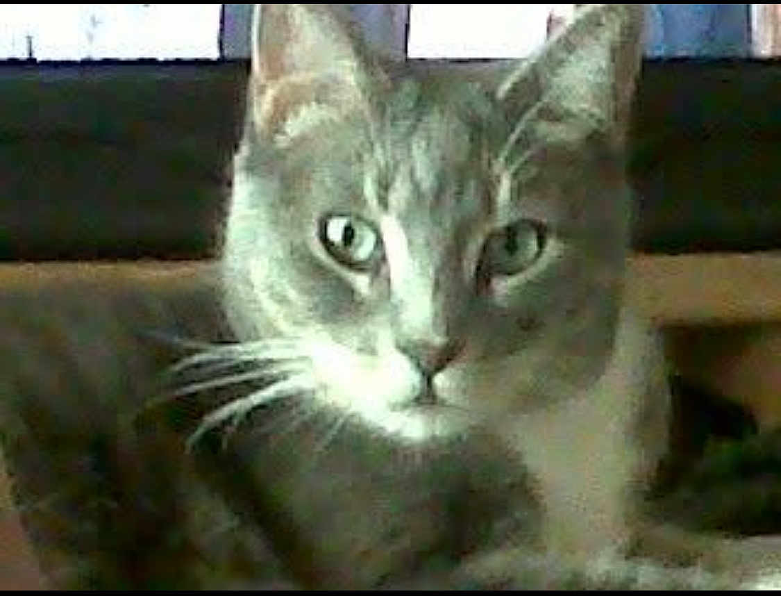 Diamond is registered to the contest to win money with this photo: cat, close_up, gray_cat, white_cat, whiskers, green_eyes, pet, feline, indoor, animal, curious, alert, face, fur, portrait, looking, domestic_cat, whiskers_visible, head, mammal