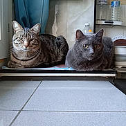 Kaylio Baloo a rejoint le concours — aidez-le/la à gagner de superbes lots ! cat, cats, pet, tabby_cat, gray_cat, animal, feline, whiskers, ears, eyes, sitting, lying_down, indoors, kitchen, shelf, bottles, paper_towel, tile_floor, portrait, companions