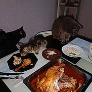 Baloo Ou Kaylio participe au concours pour gagner de l'argent avec cette photo : animals, black_cat, cat, cats, curious, dining_table, dinner, eating, family_meal, food, furniture, gray_cat, home, indoor, kitchen, kitten, pet, plates, roasted_chicken, tabby_cat