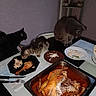 animals, black_cat, cat, cats, curious, dining_table, dinner, eating, family_meal, food, furniture, gray_cat, home, indoor, kitchen, kitten, pet, plates, roasted_chicken, tabby_cat