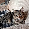 animal, bed, bedroom, blanket, cat, closeup, cozy, cushion, ears, face, feline, green_eyes, indoor, lying_down, pet, portrait, relaxed, striped_fur, tabby_cat, whiskers