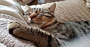 Baloo Ou Kaylio participe au concours pour gagner de l'argent avec cette photo : animal, bed, blanket, cat, closed_eyes, cozy, furry, home, indoors, nap, pet, pink_nose, portrait, relaxed, sleeping, striped_fur, sunlight, tabby, water_bottle, whiskers