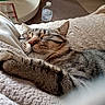 animal, bed, blanket, cat, closed_eyes, cozy, furry, home, indoors, nap, pet, pink_nose, portrait, relaxed, sleeping, striped_fur, sunlight, tabby, water_bottle, whiskers