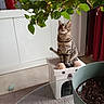 animal, carpet, cat, cat_tree, cozy, furniture, green_leaves, home_decor, houseplant, indoors, living_room, looking_up, pet, potted_plant, red_curtains, scratching_post, sitting, striped_fur, tabby_cat, white_cabinet