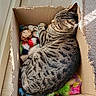 animal, box, cardboard_box, carpet, cat, colorful, cozy, feathers, floor, furry, indoors, pet, playful, relaxed, sleeping, striped, sunlight, tabby, toys, whiskers