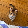 Miu a rejoint le concours — aidez-le/la à gagner de superbes lots ! adorable, animal, cat, cozy, curious, cute, domestic_cat, ears, fur, furry, indoor, kitten, looking_up, pet, small, striped_blanket, tail, whiskers, wooden_floor, young_animal