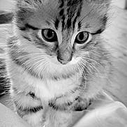 Miu a rejoint le concours — aidez-le/la à gagner de superbes lots ! animal, black_and_white, cat, close_up, curious, cute, domestic_cat, eyes, feline, fluffy, fur, indoor, kitten, pet, portrait, sitting, soft, tabby, whiskers, young