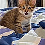 Miu participe au concours pour gagner de l'argent avec cette photo : animal, bed, blanket, cat, cozy, curious, cute, ears, eyes, feline, fur, indoor, kitten, mouth, pet, soft, striped, tabby, whiskers, young