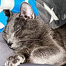 cat, sleeping, gray_cat, paw, blanket, blue, white, star_pattern, cozy, resting, fur, whiskers, indoor, closeup, pet, animal, cute, nap, soft, relaxed