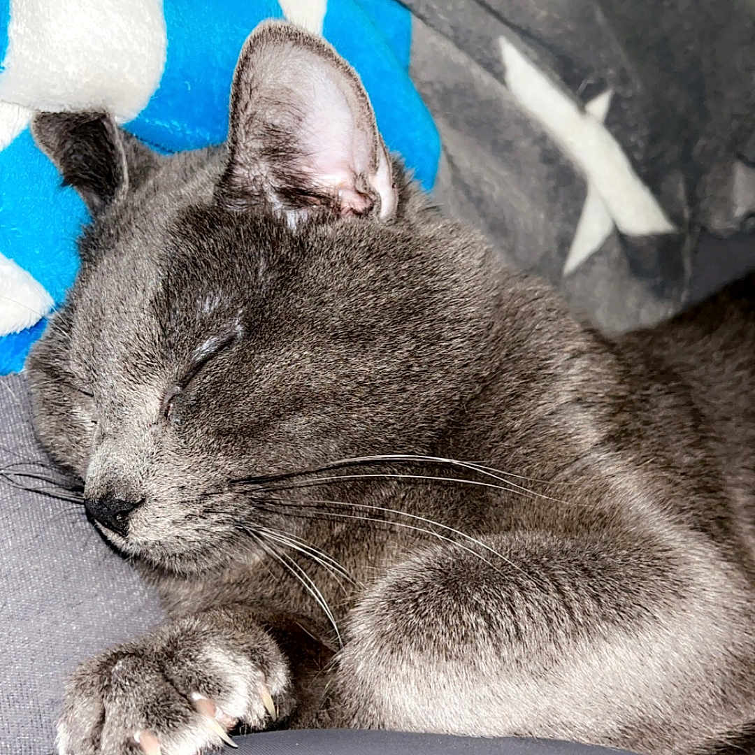 Bibinou