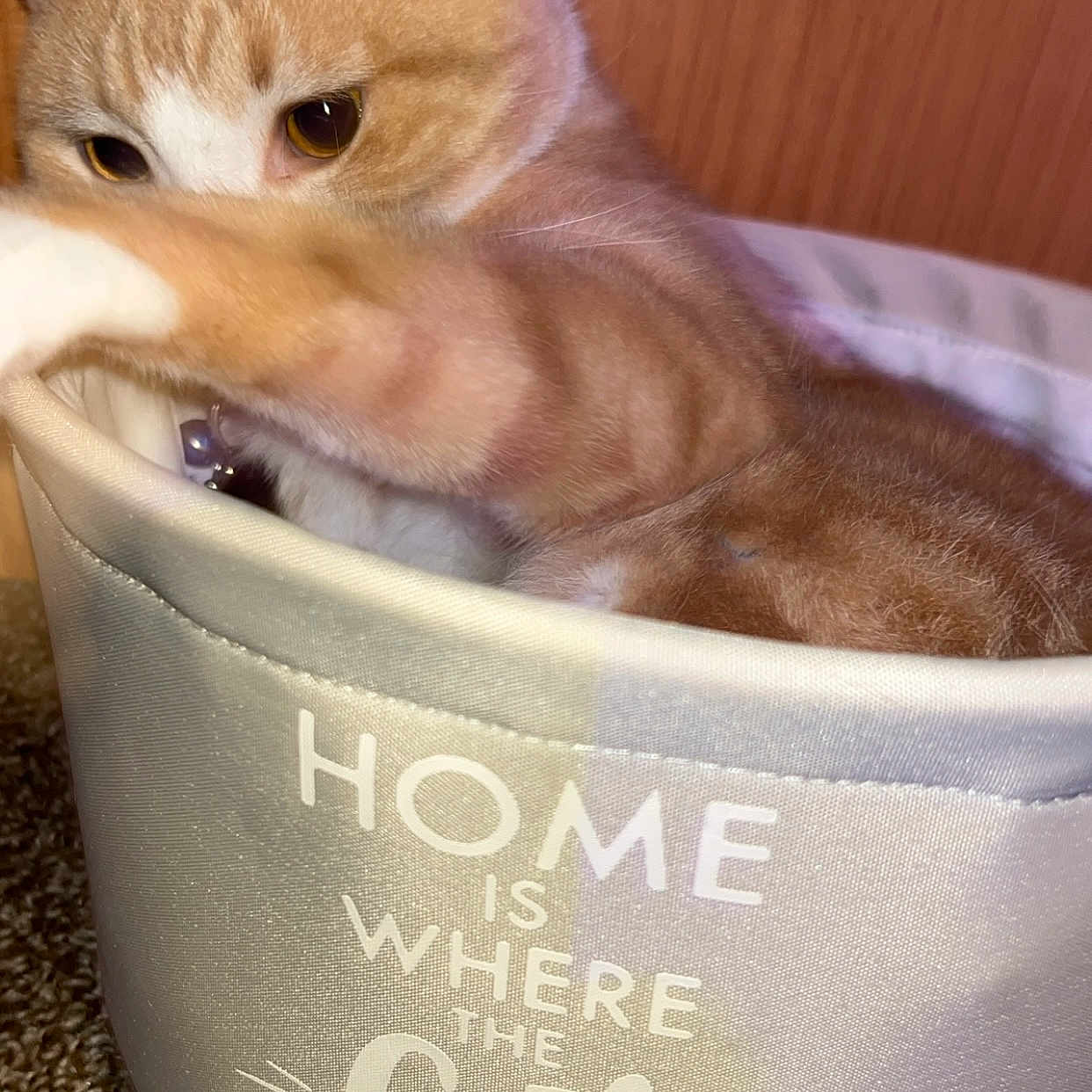 Gibby is registered to the contest to win money with this photo: abyssinian, animal, art, bowl, box, canine, cat, dog, food, hardwood, husky, indoors, kitten, manx, pet, plant, porcelain, pottedplant, pottery, wood