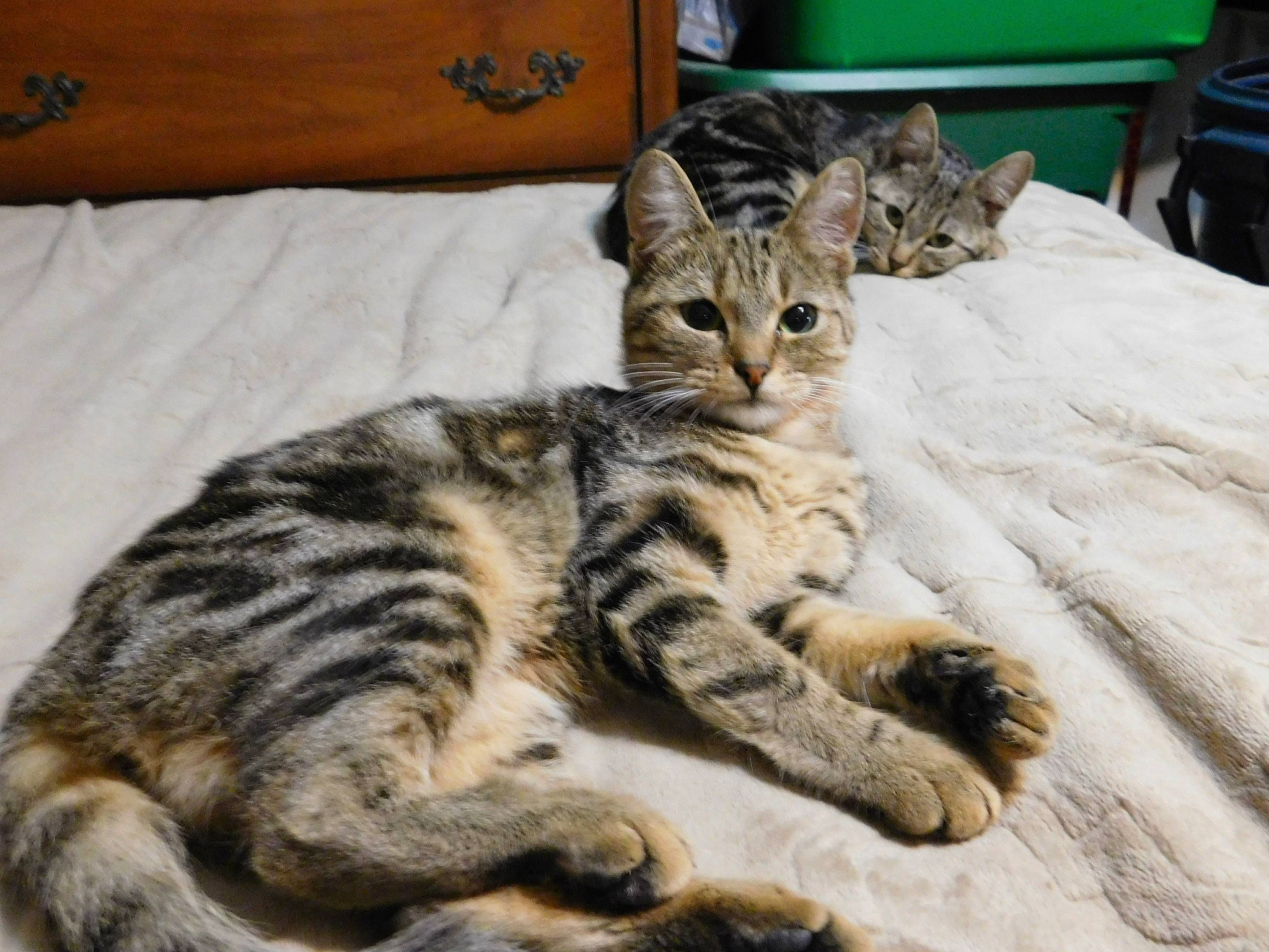 Nastya joined the competition — help win amazing prizes! american_shorthair, arabian_mau, asian, australian_mist, bengal, california_spangled, carnivore, cat, domestic_short_haired_cat, dragon_li, egyptian_mau, european_shorthair, felidae, kitten, mammal, small_to_medium_sized_cats, sokoke, tabby_cat, vertebrate, whiskers