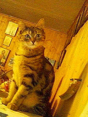 Nastya is registered to the contest to win money with this photo: arabian_mau, asian, carnivore, cat, domestic_short_haired_cat, european_shorthair, felidae, kitten, ocicat, small_to_medium_sized_cats, tabby_cat, whiskers