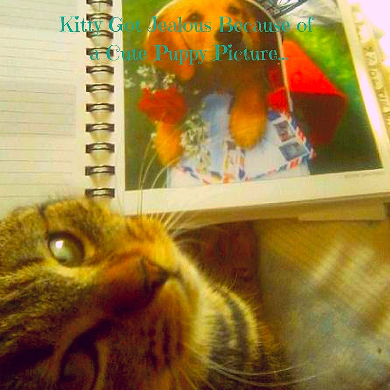 Olga joined the competition — help win amazing prizes! adaptation, carnivore, cat, european_shorthair, felidae, kitten, organism, photo_caption, small_to_medium_sized_cats, snout, tabby_cat, whiskers