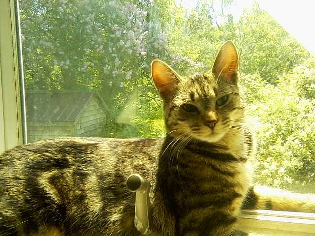 Olga is registered to the contest to win money with this photo: asian, bengal, california_spangled, carnivore, cat, domestic_short_haired_cat, dragon_li, european_shorthair, felidae, grass, mammal, ocicat, organism, small_to_medium_sized_cats, snout, tabby_cat, toyger, vertebrate, whiskers, wild_cat