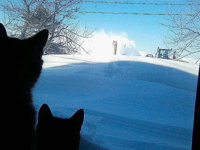 Olga joined the competition — help win amazing prizes! black_cat, canidae, carnivore, cat, cloud, felidae, freezing, shadow, sky, small_to_medium_sized_cats, snout, snow, tail, whiskers, winter