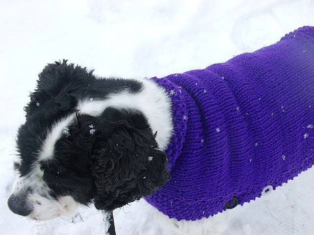 Mandy joined the competition — help win amazing prizes! border_collie, canidae, carnivore, dog, dog_breed, fur, snow, sporting_group, wool