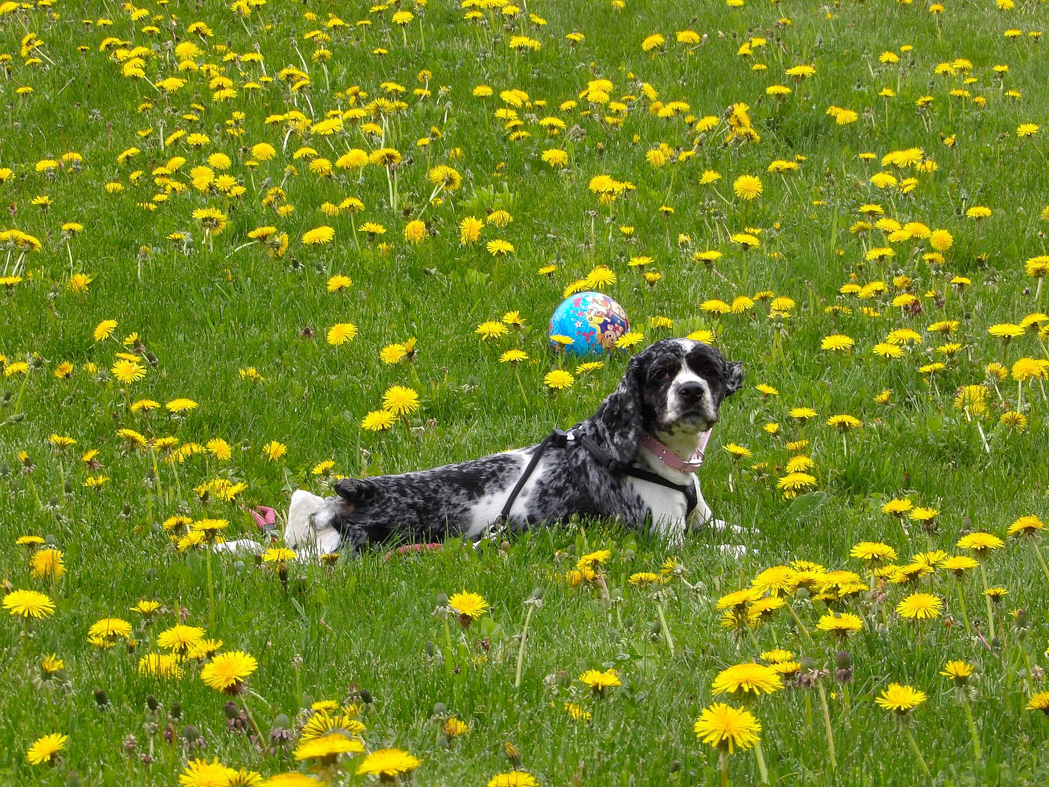 Twilight joined the competition — help win amazing prizes! carnivore, companion_dog, dog, dog_breed, field, flower, flowering_plant, grass, grass_family, grassland, green, groundcover, herbaceous_plant, lawn, meadow, natural_landscape, people_in_nature, plant, prairie, yellow