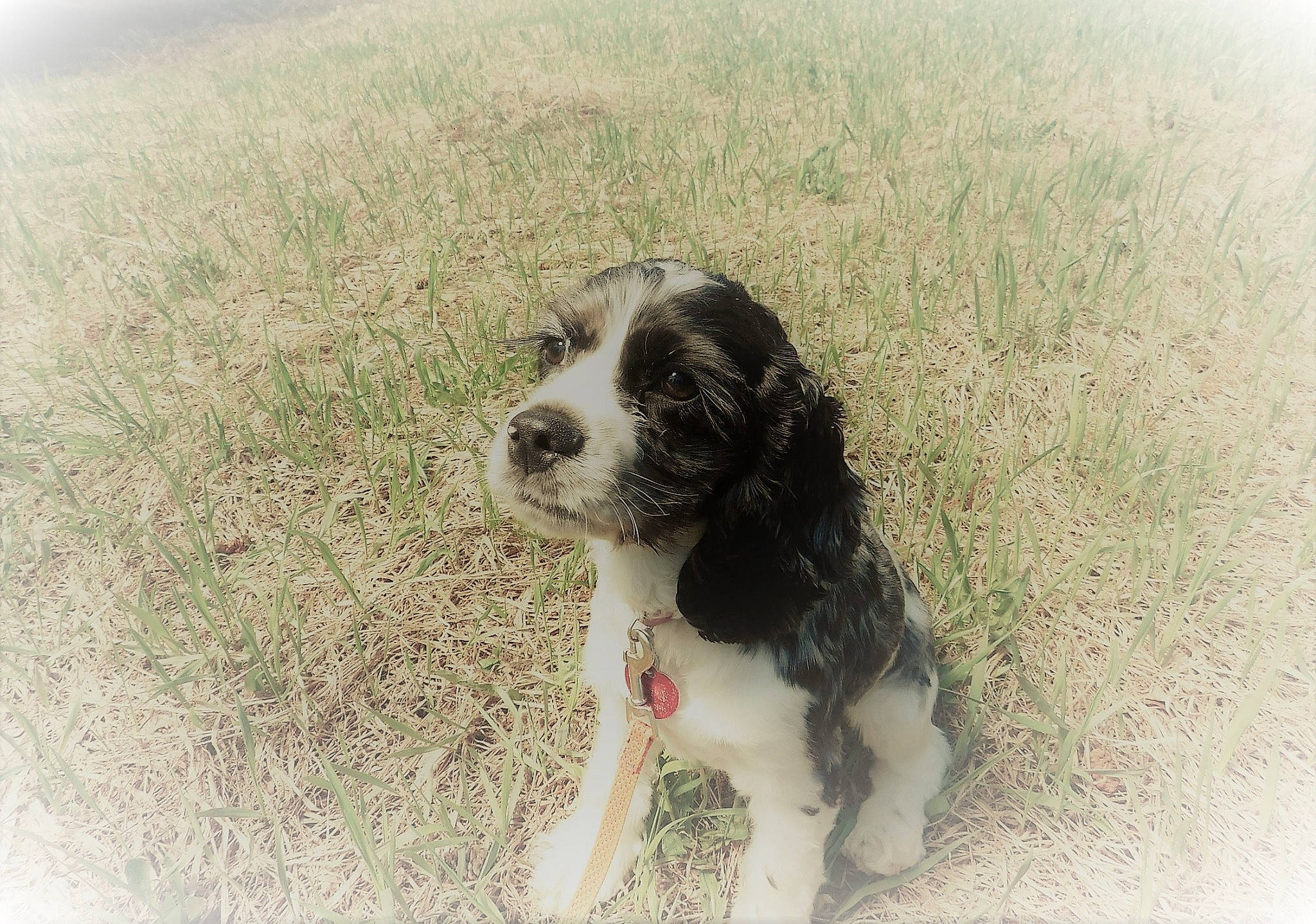 Twilight is registered to the contest to win money with this photo: canidae, carnivore, cocker_spaniel, companion_dog, dog, dog_breed, drentse_patrijshond, english_cocker_spaniel, english_springer_spaniel, french_spaniel, mammal, puppy, rare_breed_dog, russian_spaniel, snout, spaniel, sporting_group, vertebrate