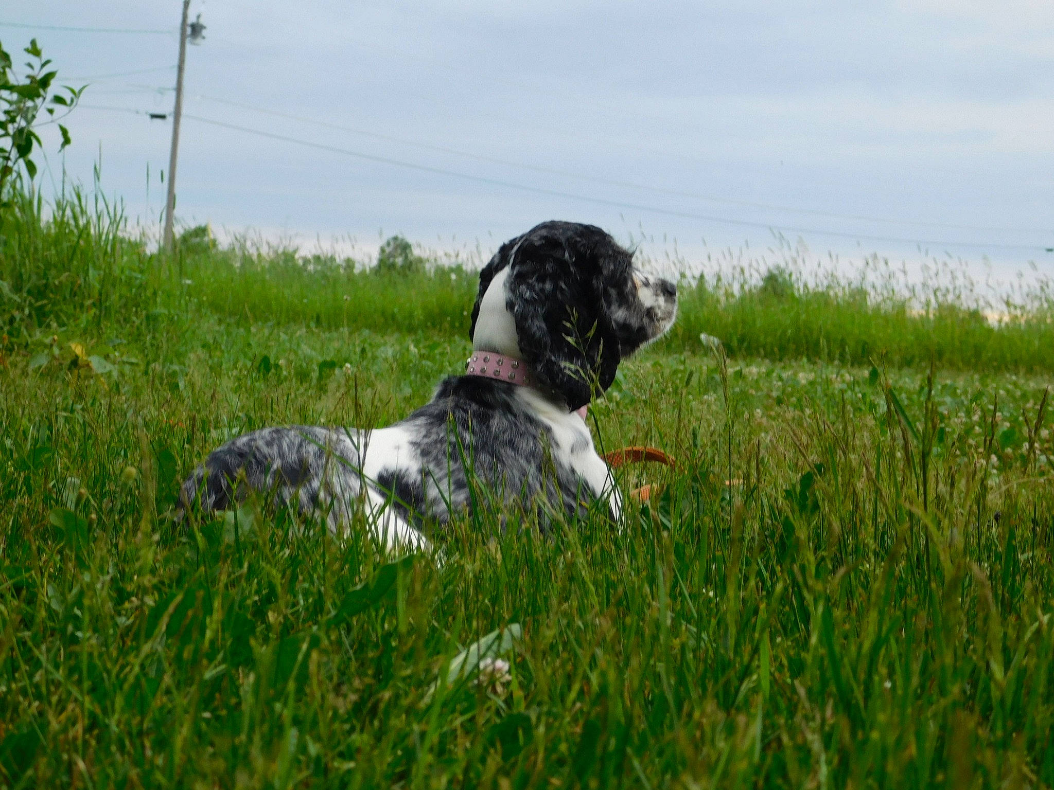 Twilight is registered to the contest to win money with this photo: braque_dauvergne, canidae, carnivore, dog, dog_breed, english_springer_spaniel, french_spaniel, grass, grass_family, hunting_dog, large_munsterlander, mammal, old_danish_pointer, pointer, pointing_breed, small_munsterlander, sporting_group, stabyhoun, vertebrate, wetterhoun